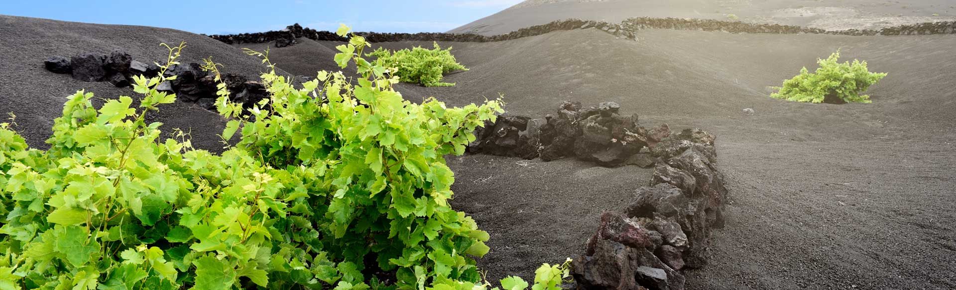 Vid verde brotando del picón negro de Lanzarote, protegida por un muro semicircular de piedra volcánica